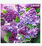 הדבקת אבני שיבוץ יהלומים על בד 30/30 ס"מ - פרחים סגולים הדבקת אבני שיבוץ יהלומים על בד 30/30 ס"מ - פרחים סגולים